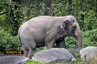 Wild Elephant Attack