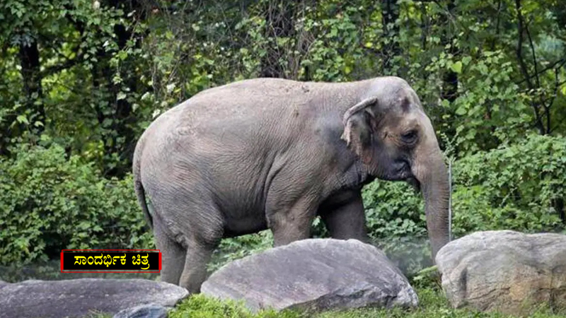 Wild Elephant Attack