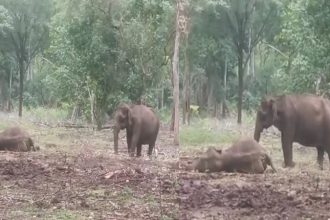 chamarajanagar Elephant
