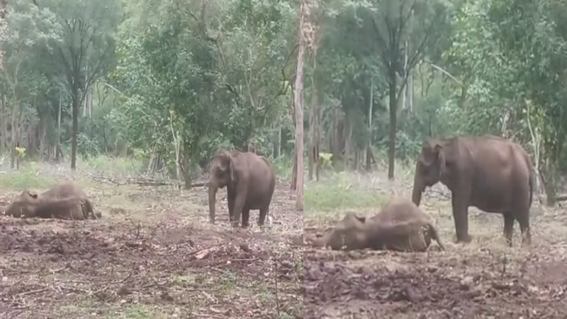 chamarajanagar Elephant