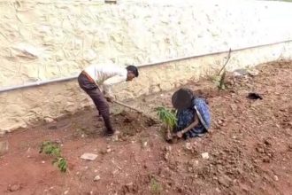 chikkodi court orders drunk rash behaviour accused to plant 50 saplings