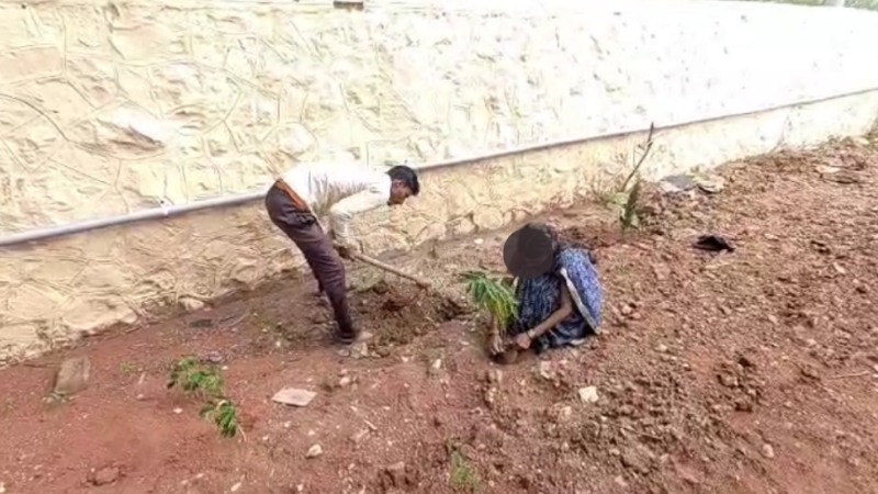 chikkodi court orders drunk rash behaviour accused to plant 50 saplings