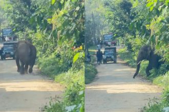 elephant task force personnel escape from wild elephant attack in hassan belur