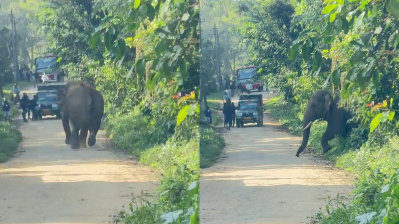 elephant task force personnel escape from wild elephant attack in hassan belur