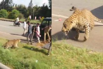 forest department guard injured in attack while rescuing leopard injured in accident in davanagere