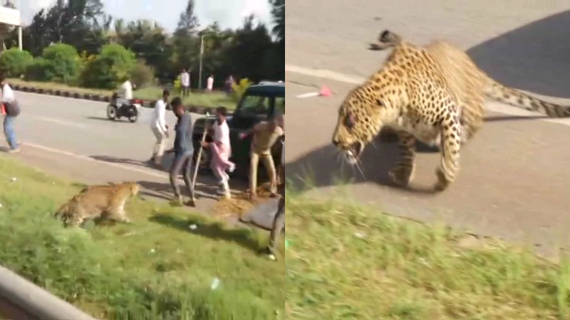forest department guard injured in attack while rescuing leopard injured in accident in davanagere