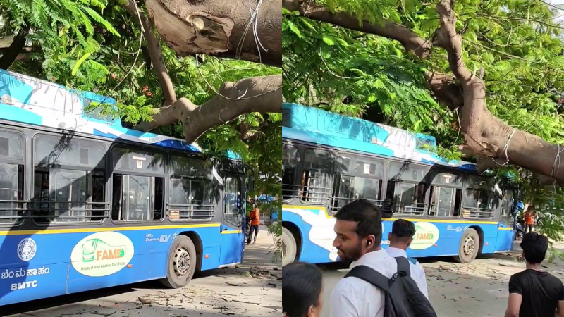 huge tree falls on bmtc bus near yelahanka