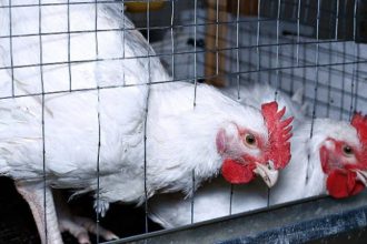 poultry