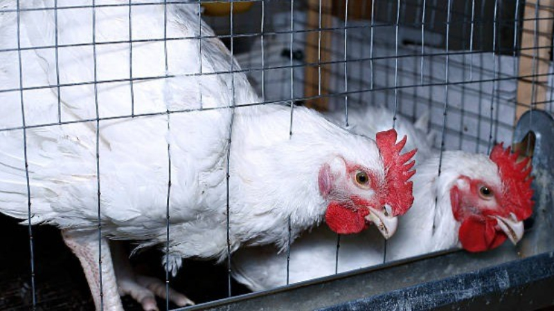 poultry
