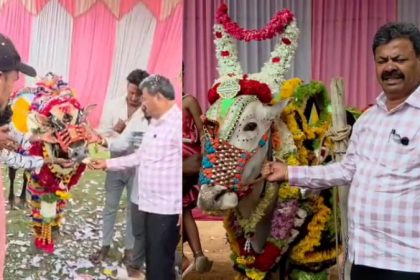 renukacharya attends the grand birthday celebration of bulls in honnali