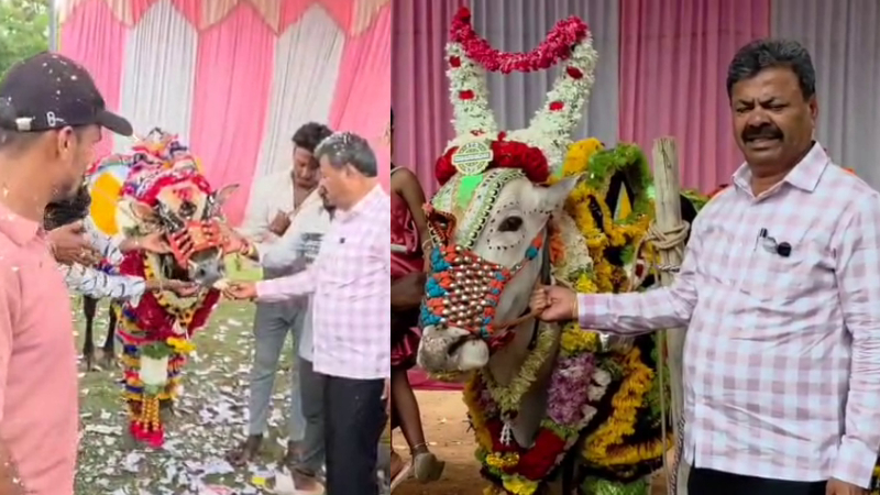 renukacharya attends the grand birthday celebration of bulls in honnali