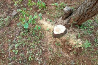 sandalwood tree stealing