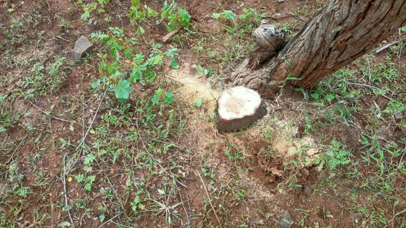 sandalwood tree stealing