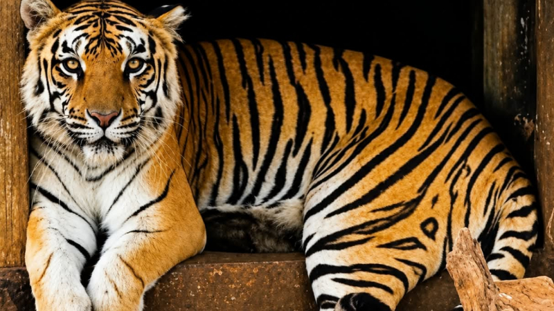 tiger dashami shivamogga