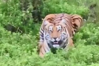 CKM TIGER