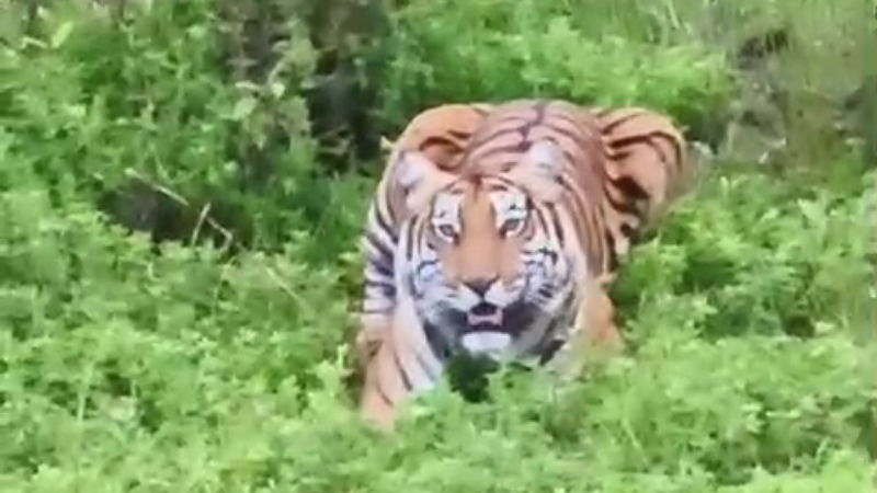 CKM TIGER