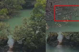 Crocodile