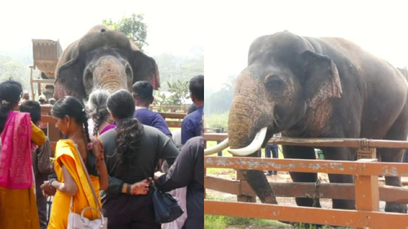 ರಿಲ್ಯಾಕ್ಸ್ ಮೂಡ್‌ನಲ್ಲಿ ಅಂಬಾರಿ ಹೊತ್ತ ಪ್ರಶಾಂತ – ದುಬಾರೆಯಲ್ಲಿ ರಾಜಗಾಂಭೀರ್ಯದ ಗಜರಾಜನಿಗೆ ಪ್ರವಾಸಿಗರು ಫಿದಾ