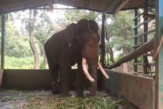 Elephant SHAURYA