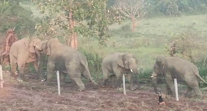 HASSAN ELEPHANT