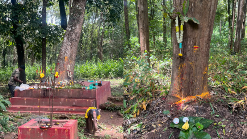 Mysuru Dasara Mahouts And Kavadigas Pooja For Forest Diety