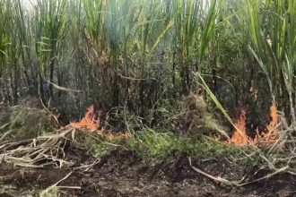 Sugarcane Crop Fire