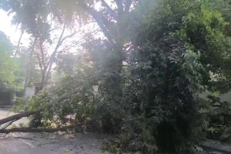 Tree fell after being hit by a canter in Bengaluru