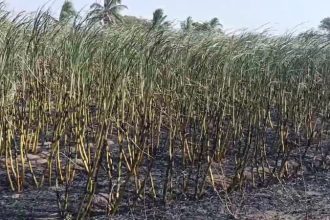 Vijayapura Sugarcane Fire Accident