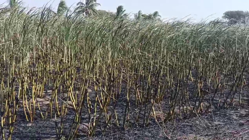 Vijayapura Sugarcane Fire Accident