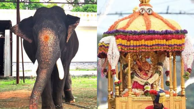 ಮೈಸೂರು ದಸರಾ; ಧನಂಜಯನಿಗೆ ಚಿನ್ನದಂಬಾರಿ ಹೊರುವ ಹೊಣೆ?