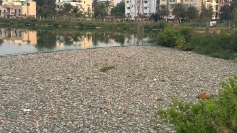 ಬೆಂಗಳೂರು ಕೆರೆಯಲ್ಲಿ ಮೀನುಗಳ ಮಾರಣಹೋಮ; ಕೆಮಿಕಲ್ ಮಿಶ್ರಣ ಶಂಕೆ