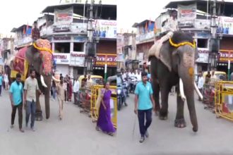 jumbo savari rehearsal for dasara elephants in shivamogga