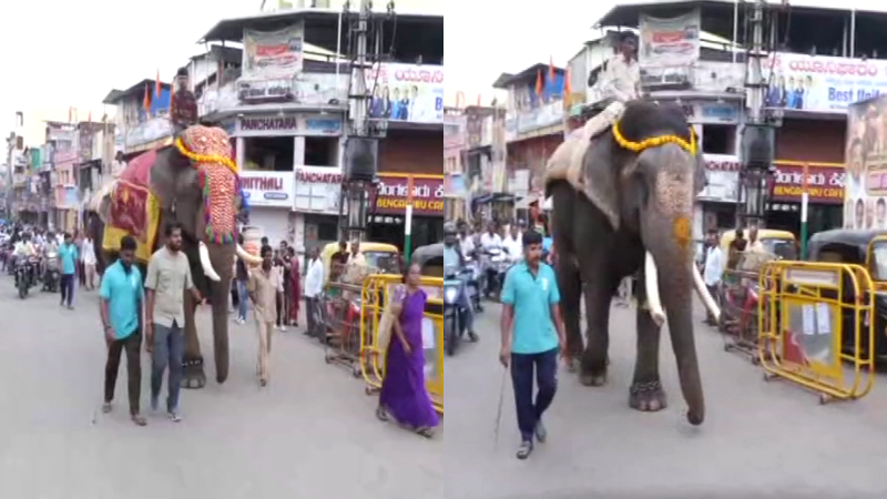 ಶಿವಮೊಗ್ಗದಲ್ಲಿ ಕಳೆಗಟ್ಟಿದ ದಸರಾ ಸಂಭ್ರಮ – ಆನೆಗಳಿಗೆ ಜಂಬೂ ಸವಾರಿ ತಾಲೀಮು