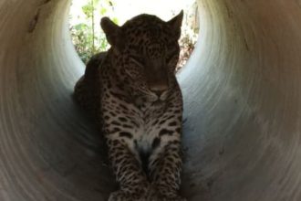 leopard