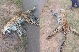 leopard killed after being hit by unidentified vehicle on kudligi highway locals in panic
