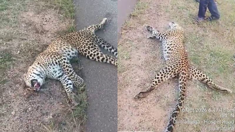 leopard killed after being hit by unidentified vehicle on kudligi highway locals in panic