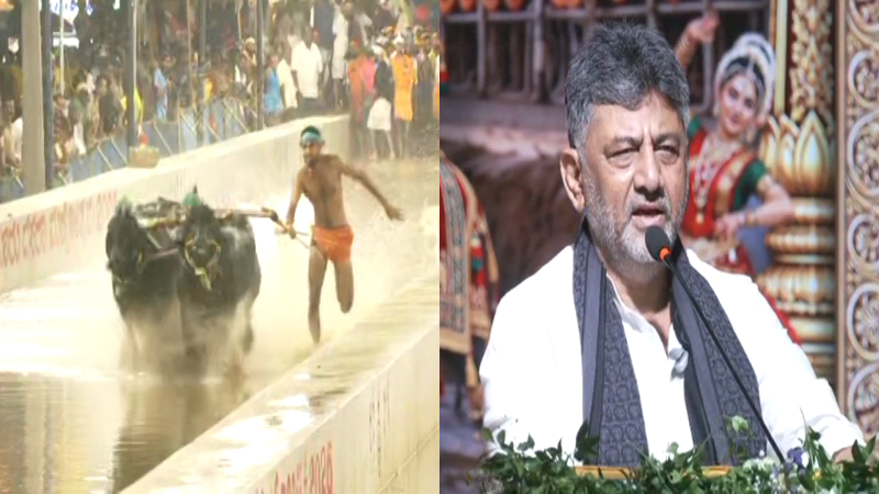 ಮೈಸೂರು ದಸರಾ ಕಂಬಳ ಓಟಕ್ಕೆ ಸಿಎಂ ವಿದ್ಯುಕ್ತ ಚಾಲನೆ