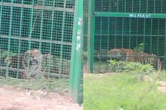 tiger chamarajanagara