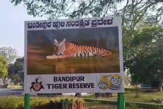 tiger death bandipur