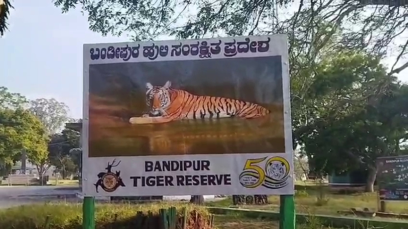 tiger death bandipur