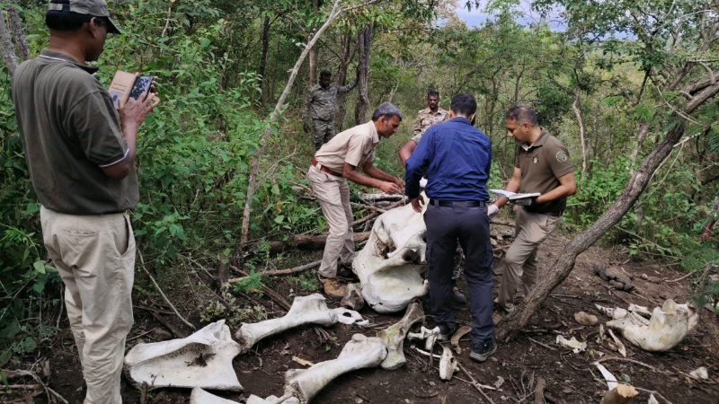 tiger death